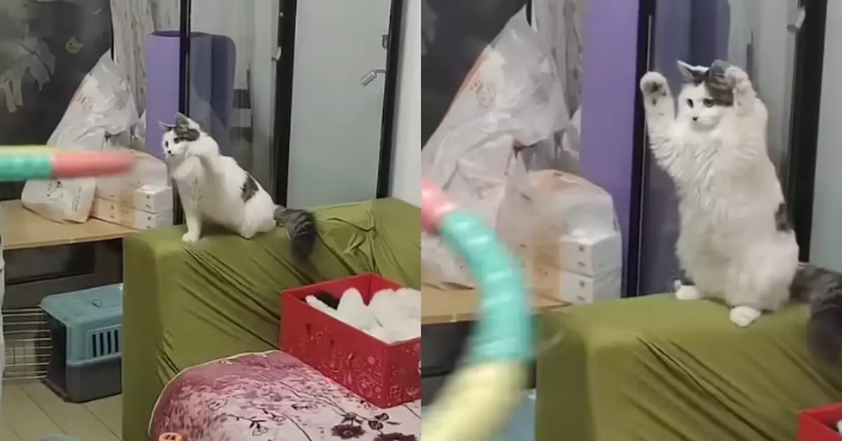 女飼主苦練呼拉圈瘦身無果卻累壞愛貓 網笑：人沒瘦貓瘦了