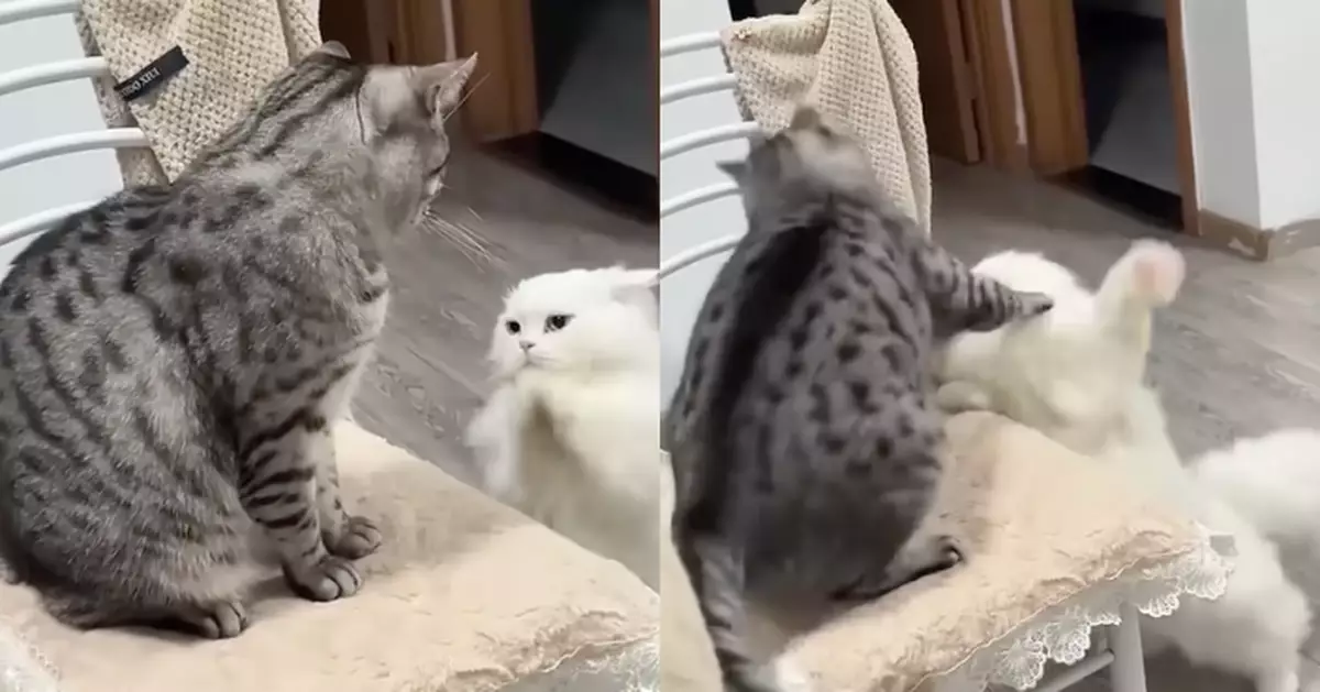 先禮後兵？白貓突然雙手合十求饒 虎斑貓愣在原地後慘遭偷襲