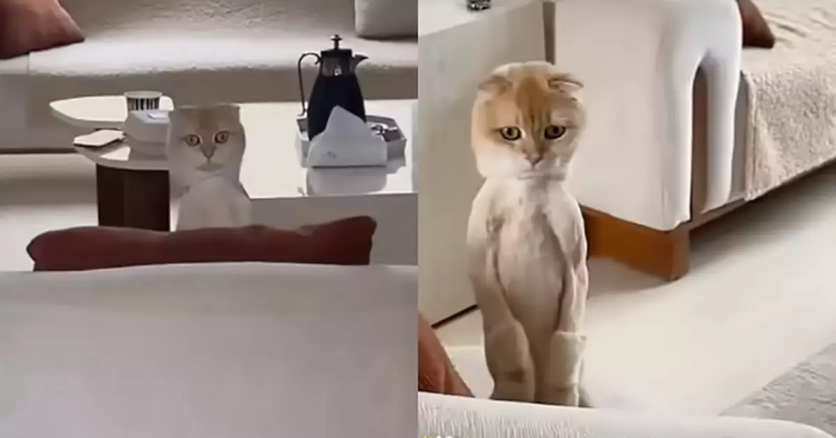 網傳影片「擬真貓抱枕梳化上動起來」其實係真貓  網民驚呼：點解可以咁假？