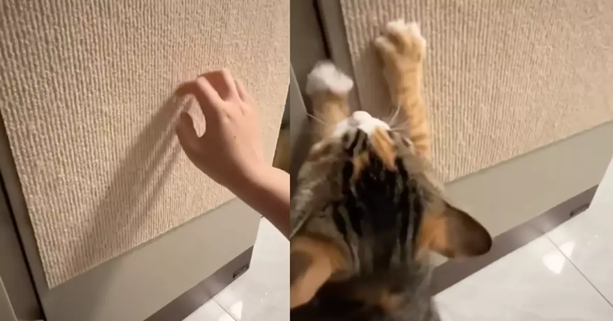 見飼主亂玩貓抓板 橘貓耐心親自示範用法 教不會嬲爆：人類好笨
