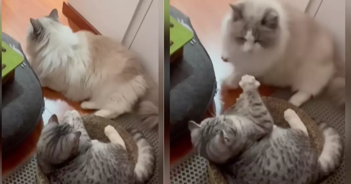 布偶貓溫柔勸說虎斑弟讓座見對方不聽話「直接用屁股撞飛」：識敬老愛幼嗎？