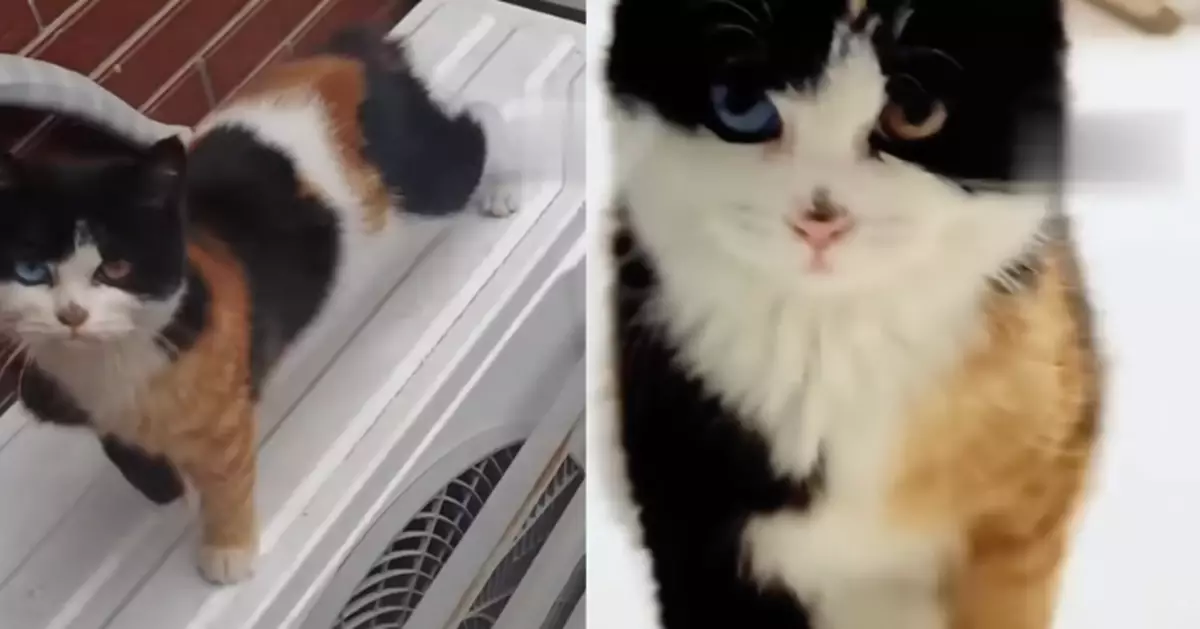 兩眼不同色外觀獨特 女子意外收編「隱藏版珍稀浪貓」　引全網驚呼：幸運過中頭獎