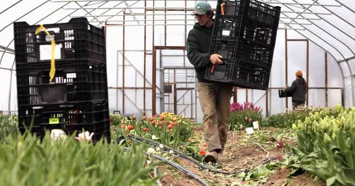美國東北部天氣劇變 花農果農憂收成受損