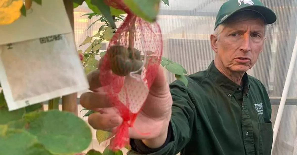 薯片背後科學：研究員數十年育種改良 應對市場需求與儲存挑戰