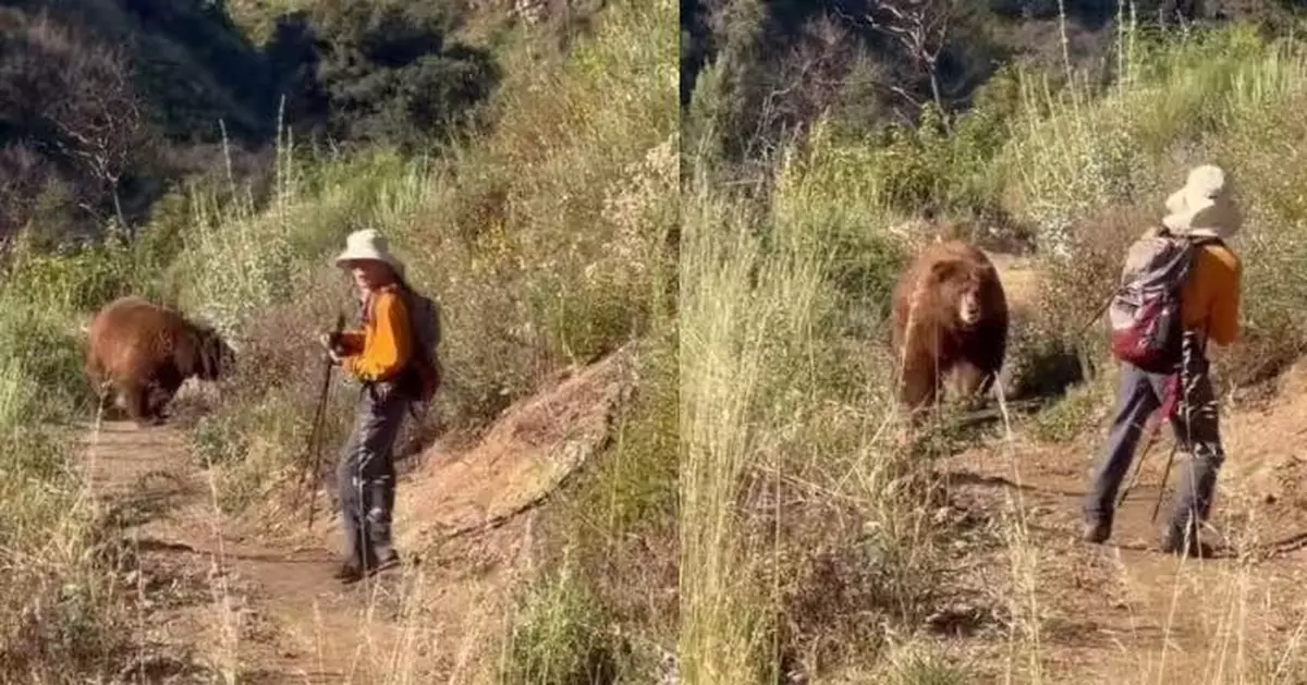 健行撞正棕熊擋路 美登山客瘋狂搖驅熊鈴反惹牠衝上前 驚險對峙畫面曝光