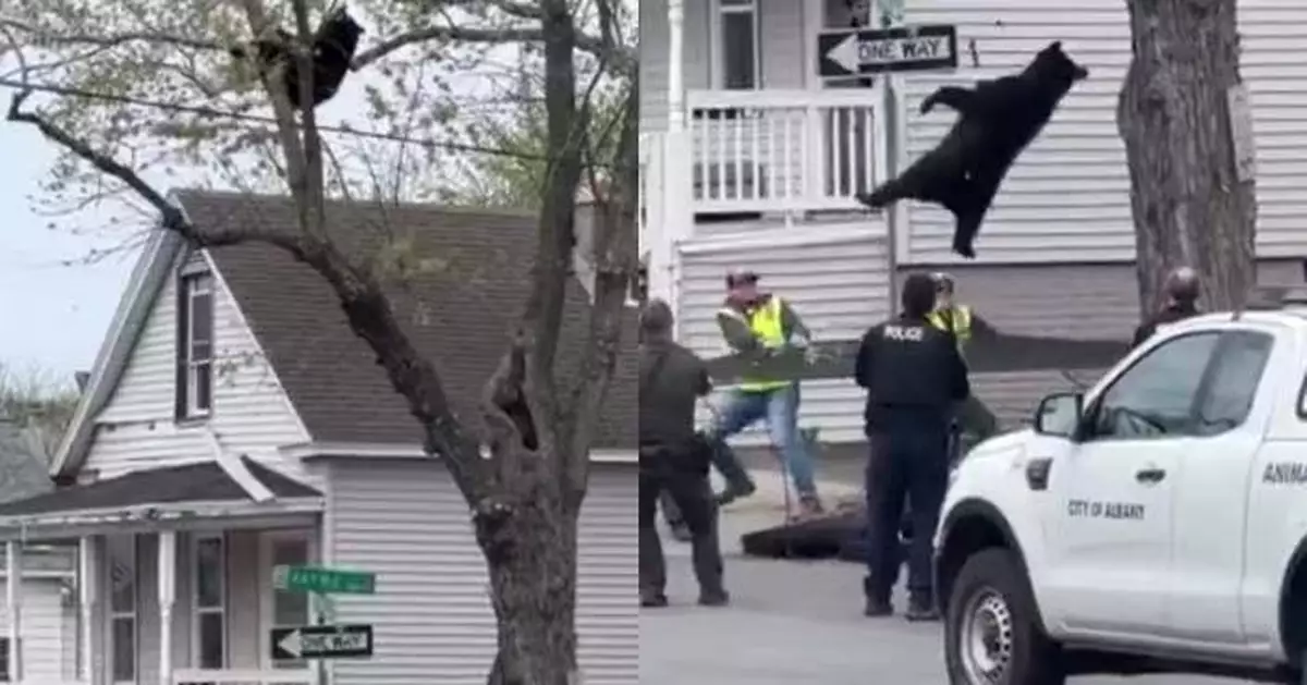 深夜爬樹至日出仍未離開 美黑熊仔與警對峙數小時終「落網」