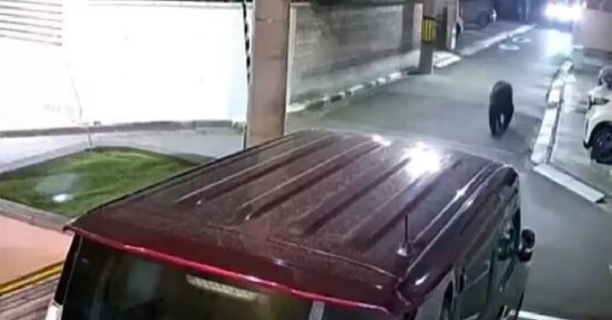 日仙台住宅區現野熊遊蕩 當局封鎖現場部署麻醉捕捉 籲居民減少外出