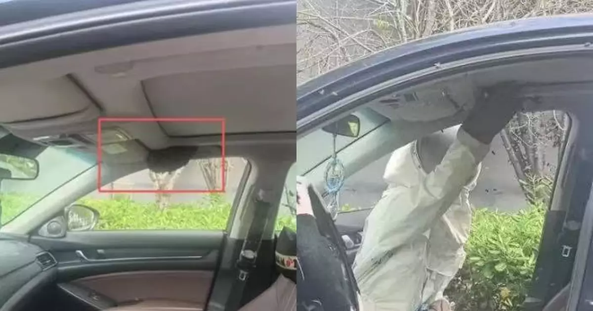 私家車泊路邊未關窗 杭州車主離開15分鐘返回驚見遭蜜蜂入侵築巢嚇壞報警