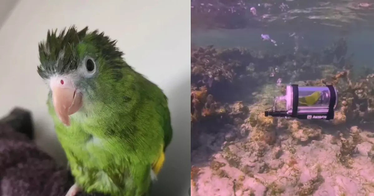 國外男自製迷你潛艇帶寵物鸚鵡潛水觀海底世界 離奇畫面遭疑AI生成