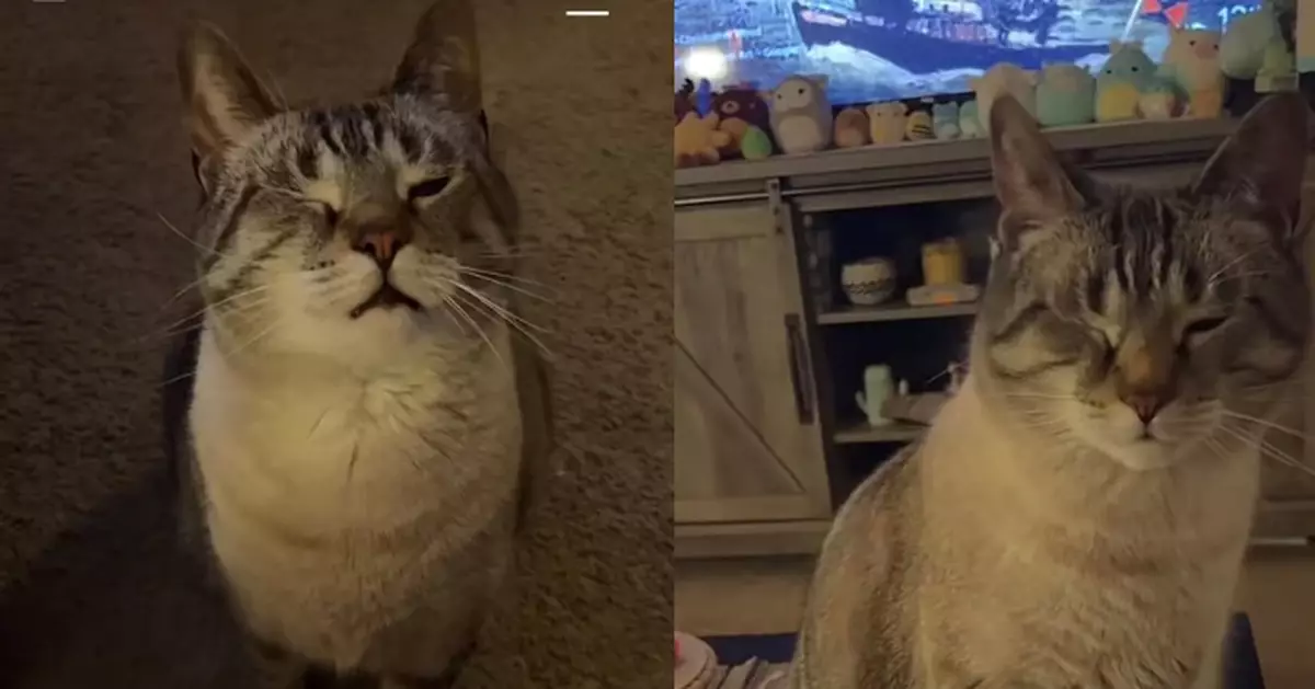 見飼主食爆谷即「戲精上身」 貪嘴虎斑貓瞇眼扮受傷成功呃食超得意