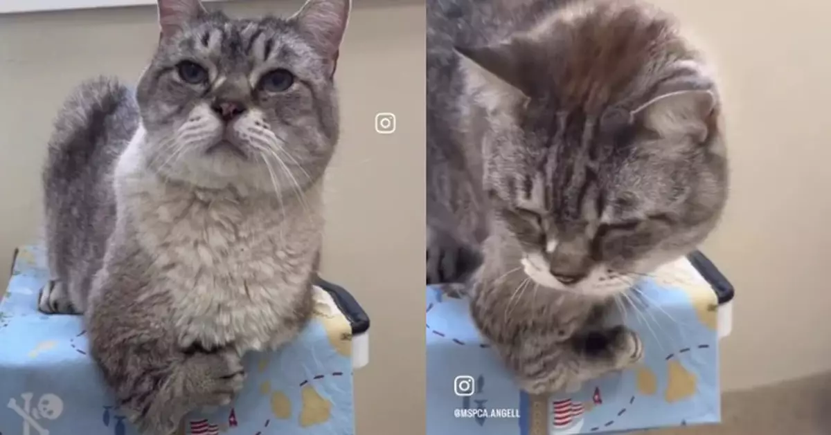 前肢先天90度彎曲 收容所超萌「暴龍貓」爆紅終獲收養覓得幸福新家