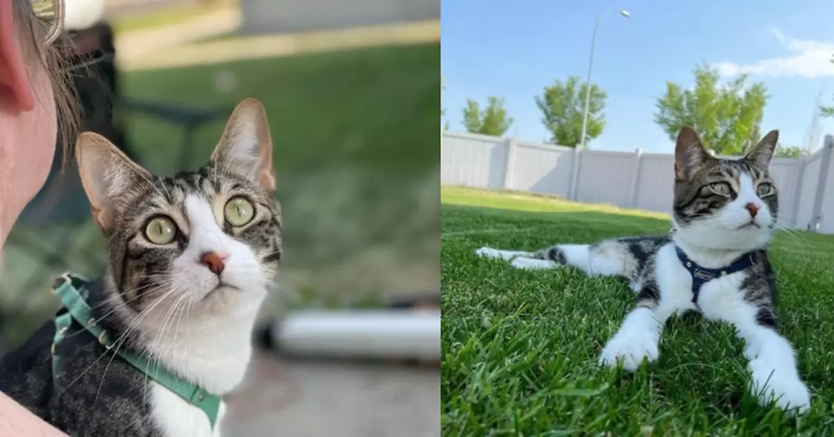 隨飼主行山受驚走失 寵物貓野外流浪49天奇蹟被尋回 狀態良好更勝從前