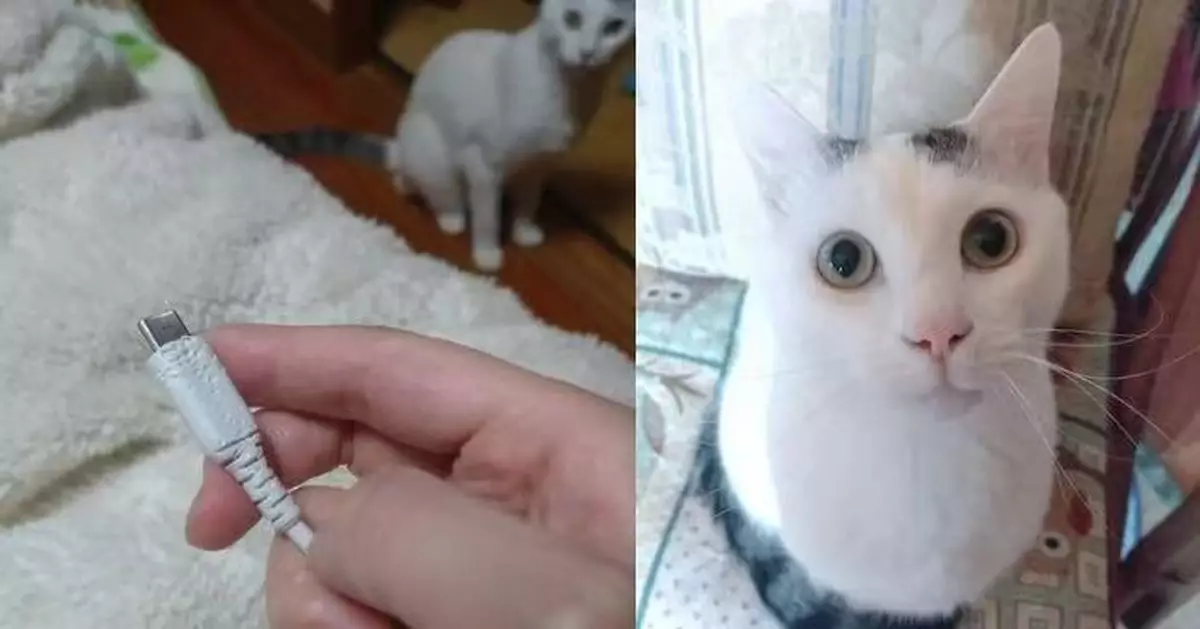 充電線被咬到滿是齒痕 日鏟屎官蒐證意外拍到「嫌犯」重返現場淡定欣賞傑作