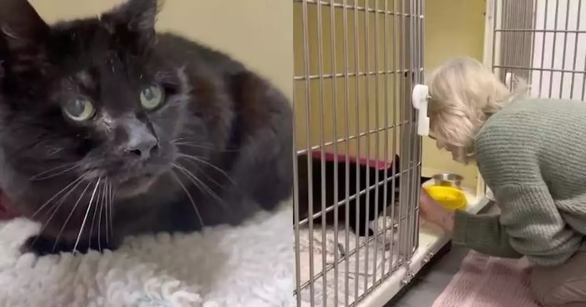 黑貓走失12年憑舊晶片資料終與主人再相見 重逢一刻翻肚撒嬌惹鼻酸