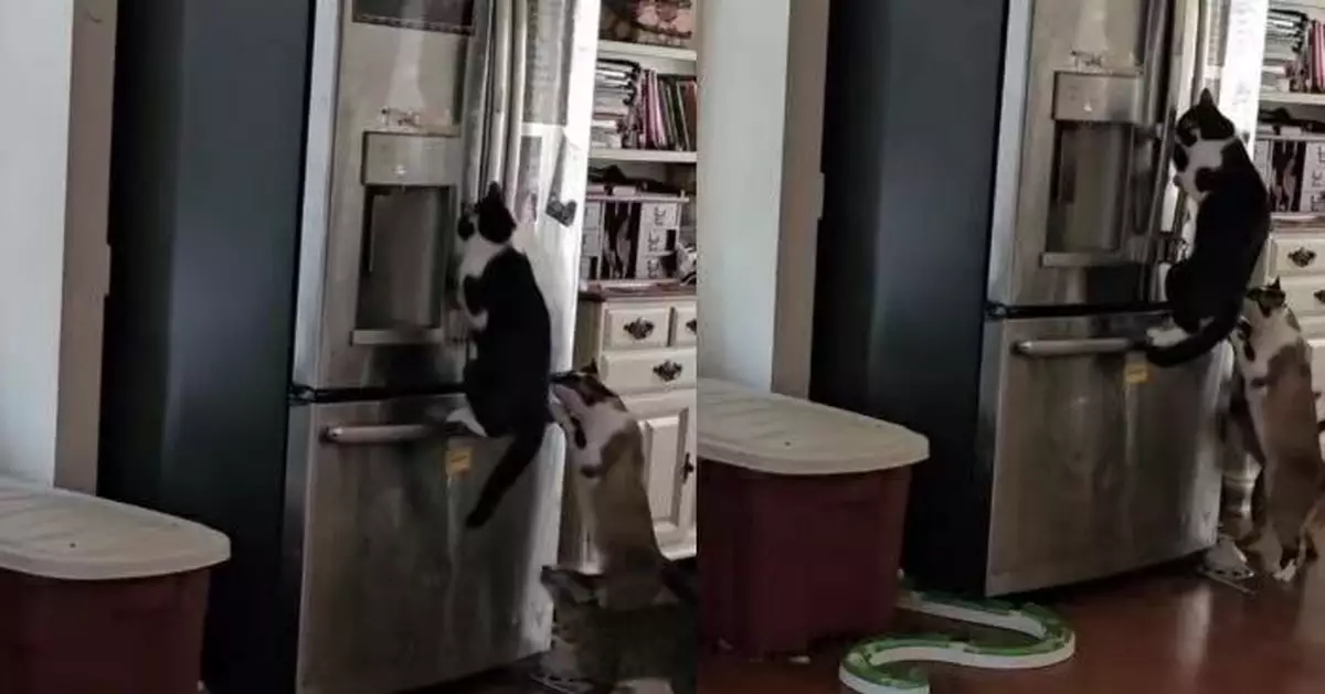 雪櫃生肉神秘失蹤 女飼主架監視器揭家中4貓聯手犯案 可愛畫面曝光