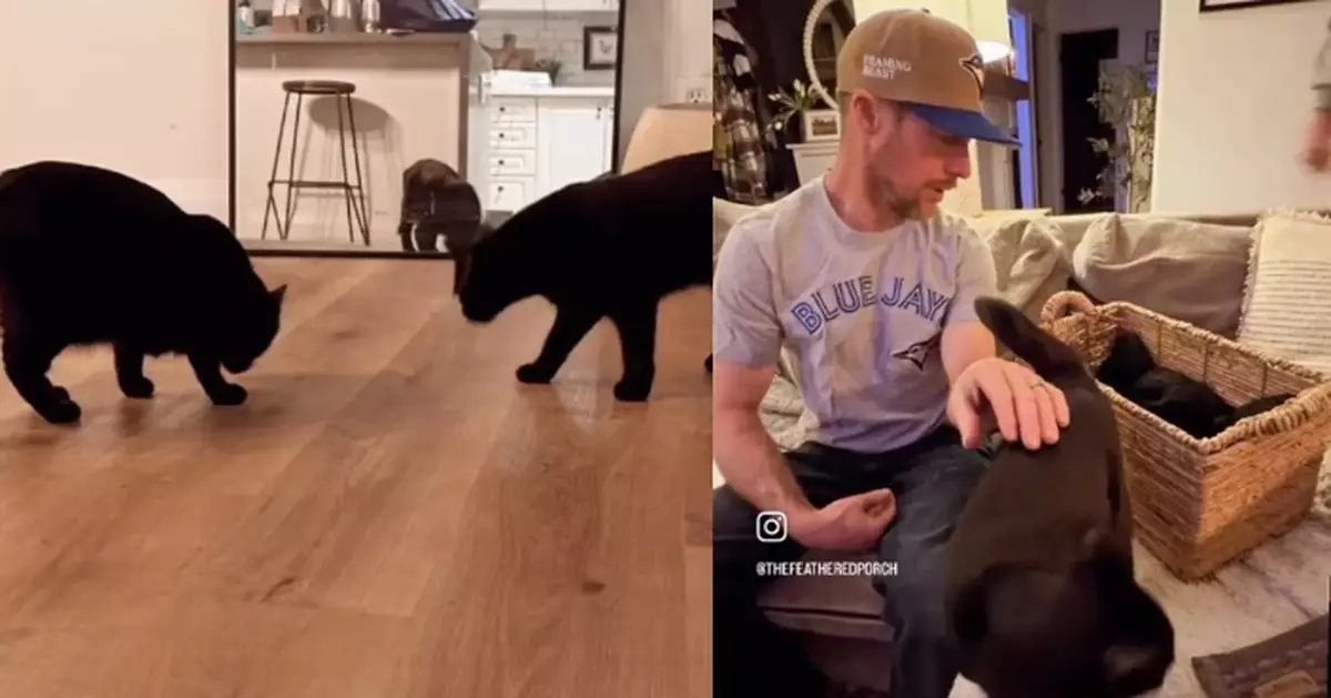 領養2黑貓給丈夫驚喜 女子發現1貓懷孕終誕5貓仔直呼是上天恩賜