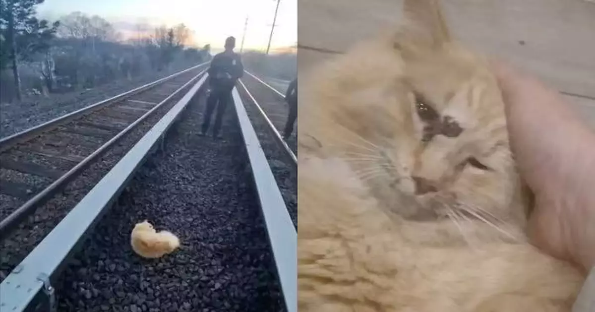 遭列車撞擊躺臥鐵軌 橘貓翌日被發現仍存活獲救治奇蹟生還