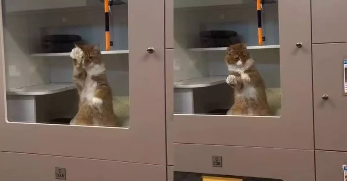 一見人影即「拍玻璃」積極求帶走 收容所橘白貓爆紅終獲領養展開新生活