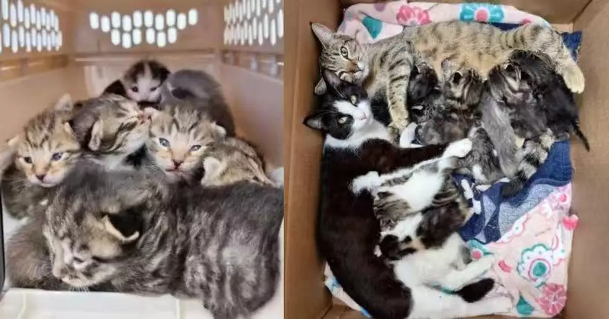 2流浪母貓照顧「無血緣關係」11幼貓 美救援人員到場接手救治感驚訝