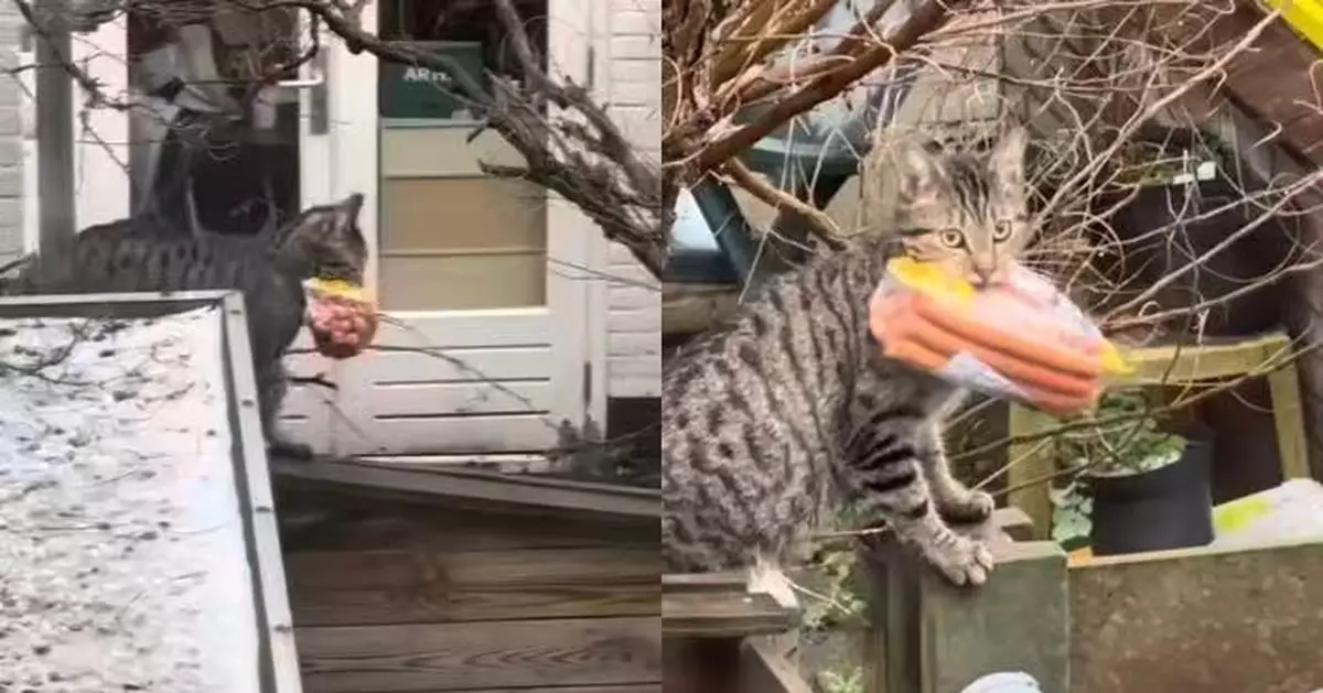 偷熱狗腸被路人直擊拍下 虎斑貓不慌張反淡定回望鏡頭勁囂張