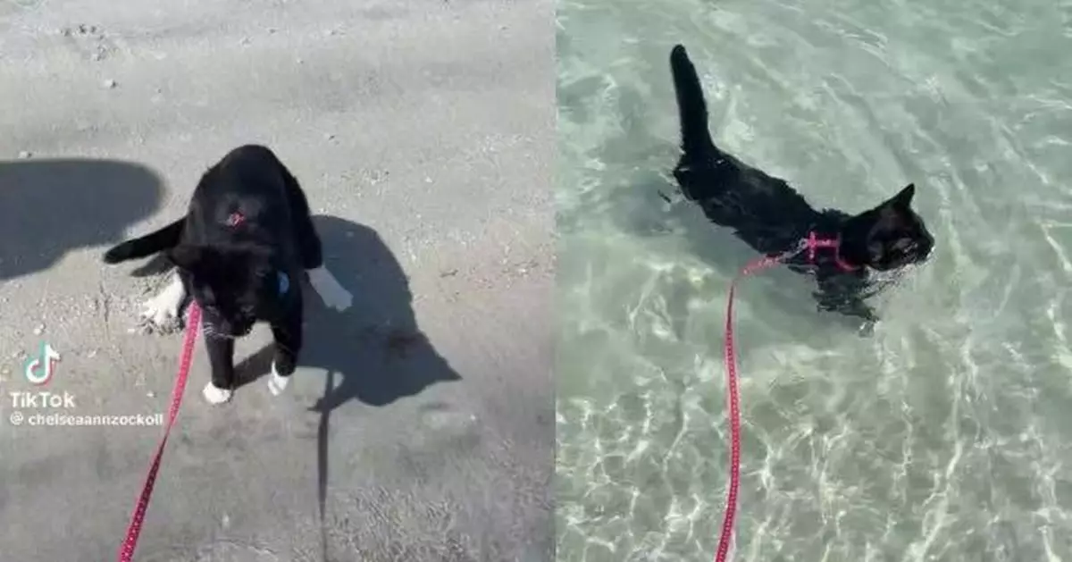 首次下水即學識游水 黑貓憑獨特「貓爬式」泳姿打破貓仔畏水刻板印象