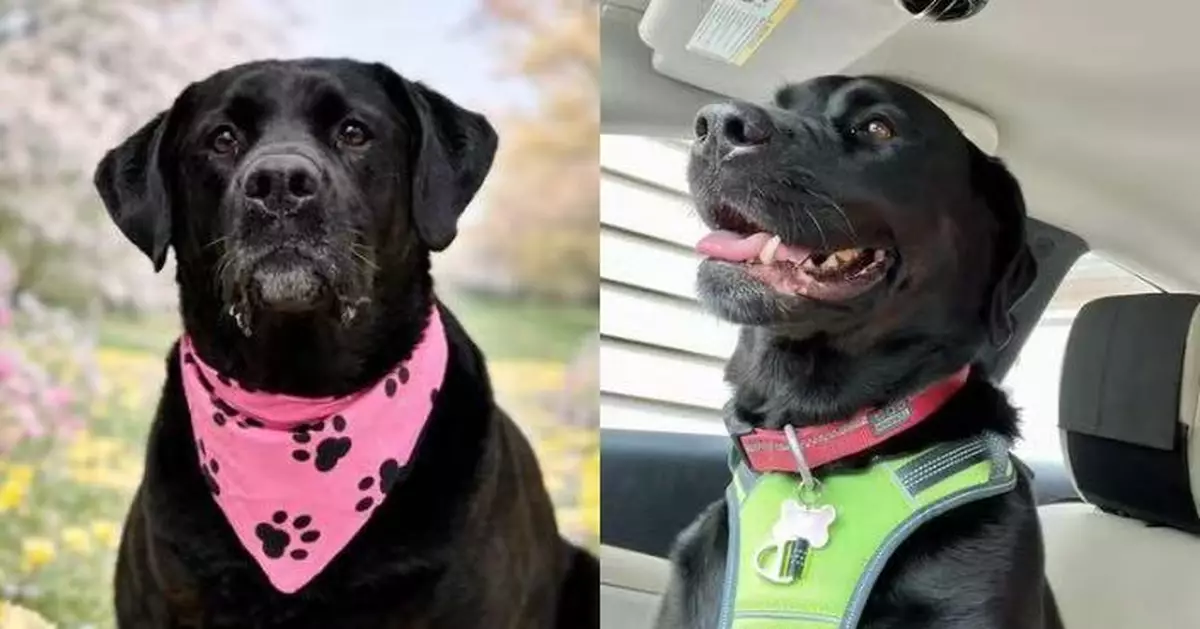 被棄養兩次仍不改善良天性 年老拉布拉多犬經歷退養波折終覓得溫暖新家