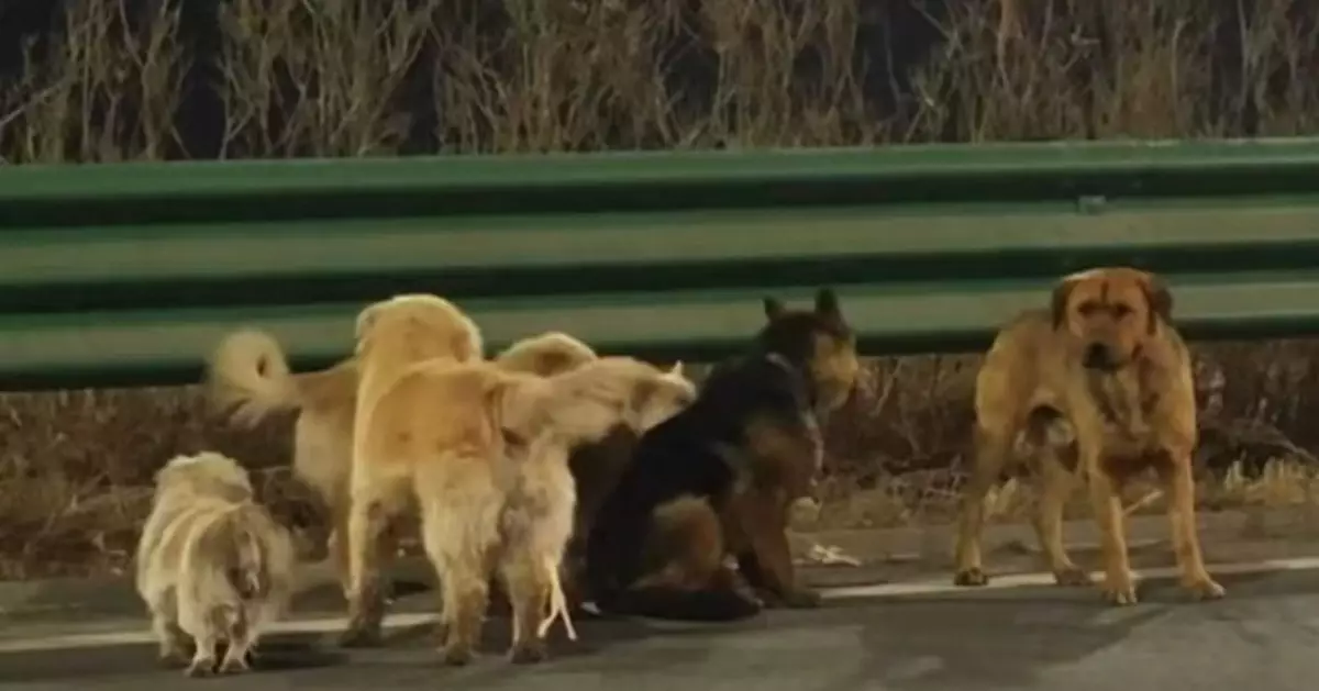 申訴專員公署：漁護署打擊殘虐動物成效不彰 倡修例加強執法權力 職員應積極跟進每宗個案