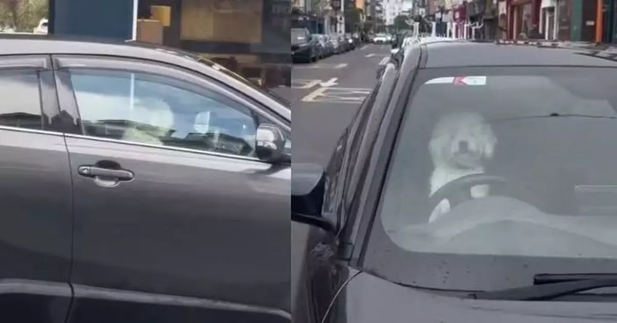 疑等主人等到躁？狗仔坐駕駛座狂按喇叭似患「路怒症」