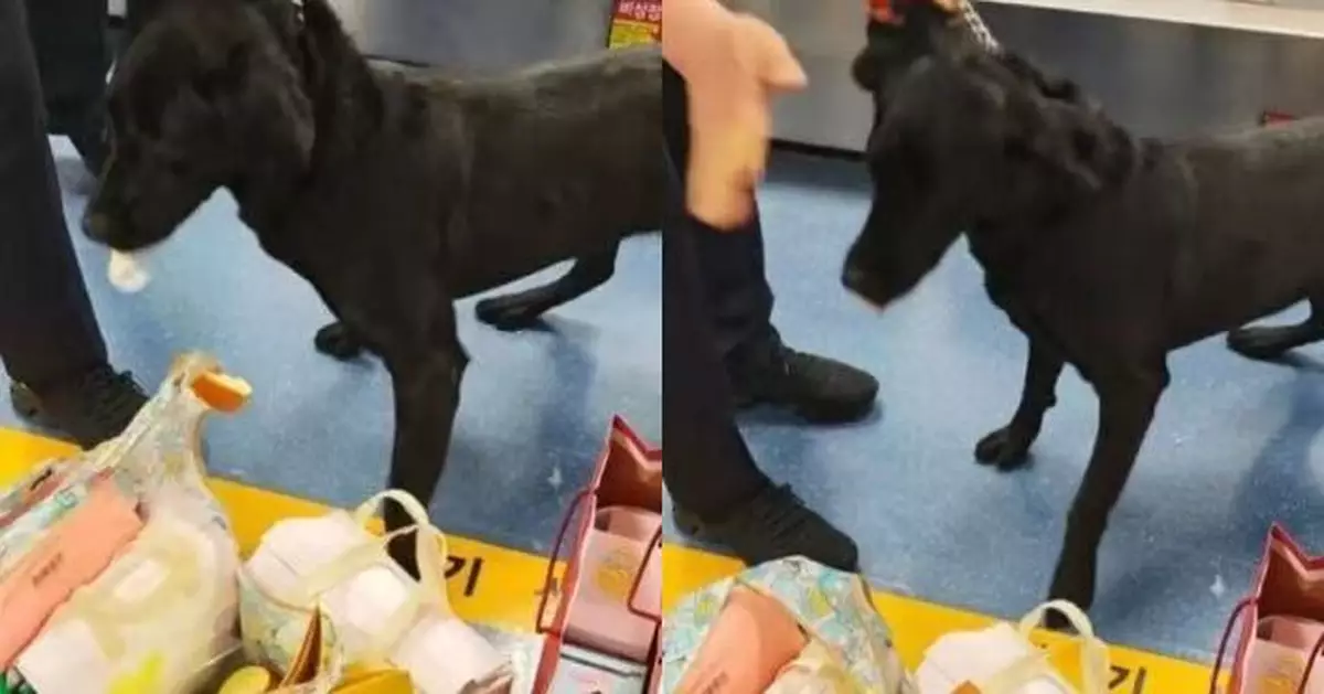 誤判牛奶捲蛋糕為違禁品 南韓機場檢疫犬疑難抵擋誘惑當場「銷毀」