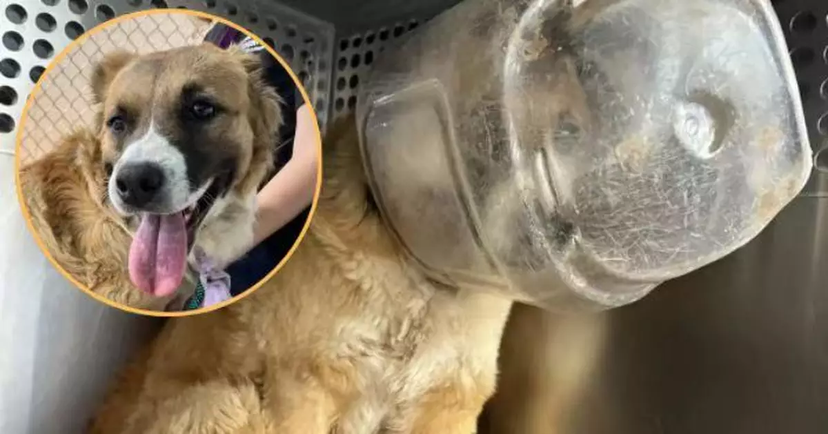 頭卡塑膠容器獲獸醫溫柔拆除 流浪狗脫困後撲進對方懷中撒嬌感動在場人員