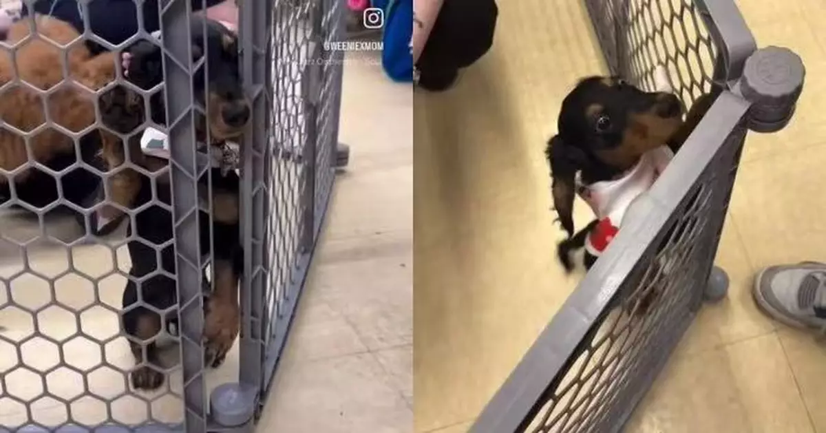 參加寵物社交課程極度社恐 臘腸犬全程躲角落頭卡圍欄求救笑翻全網