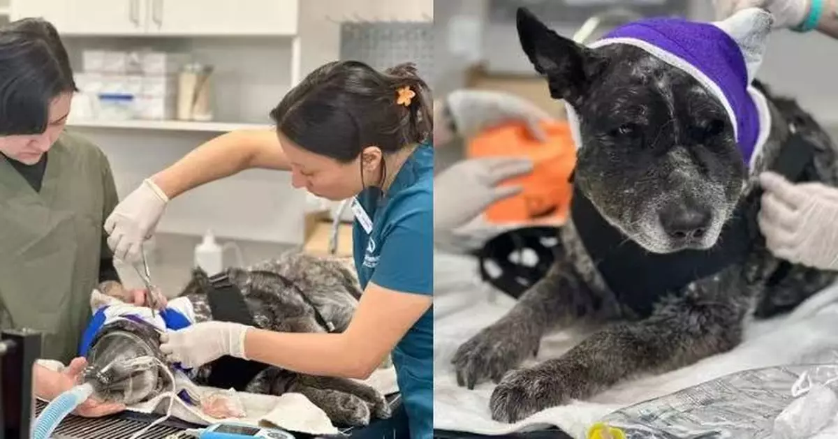 發現野熊闖農場 12歲半盲老犬奮身迎戰保護60多隻動物成功守家園卻重傷