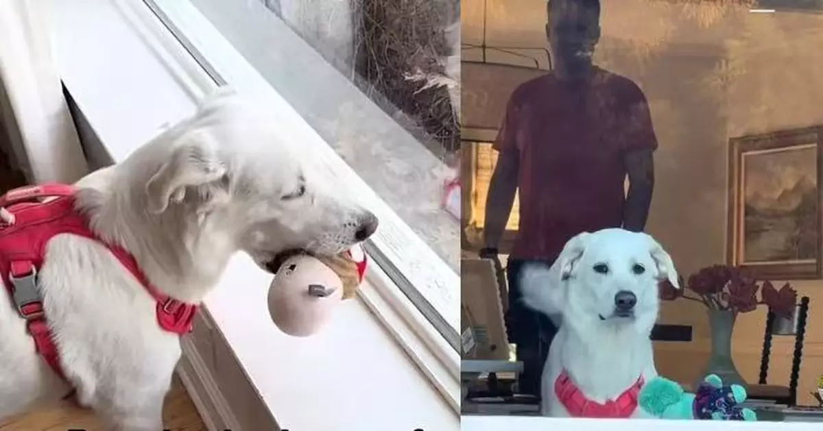 流浪犬變幸福家犬 得意狗每日精選心愛玩具放窗邊「展覽」萌翻網民