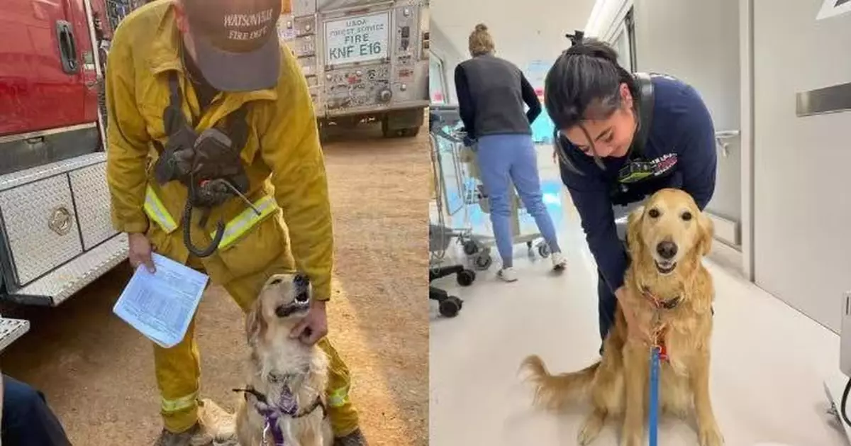 對情緒敏感被導盲犬學校退訓 金毛轉型治療犬陪伴消防警察釋放心理壓力