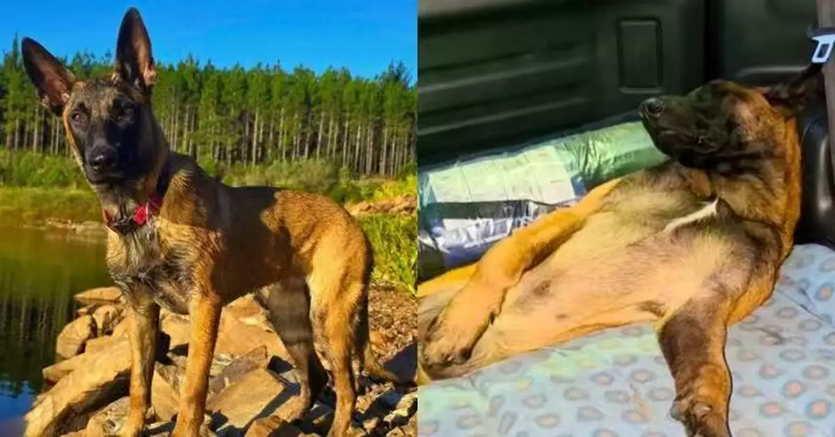 當警犬首日返工9個鐘攰到唔想郁 瑪連萊犬上車豪邁瞓覺惹爆笑