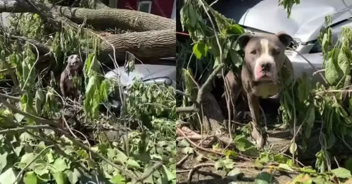 龍捲風過後受困廢墟多日 流浪狗頸繫鐵鏈被壓樹下終獲救被領養迎新生