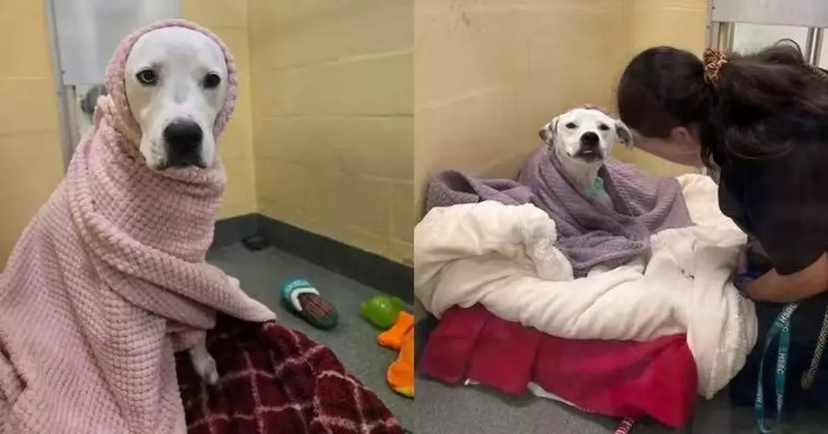 主人搬遷遭棄養 狗狗獲收容所職員每日幫「蓋被」重拾安全感終覓新家