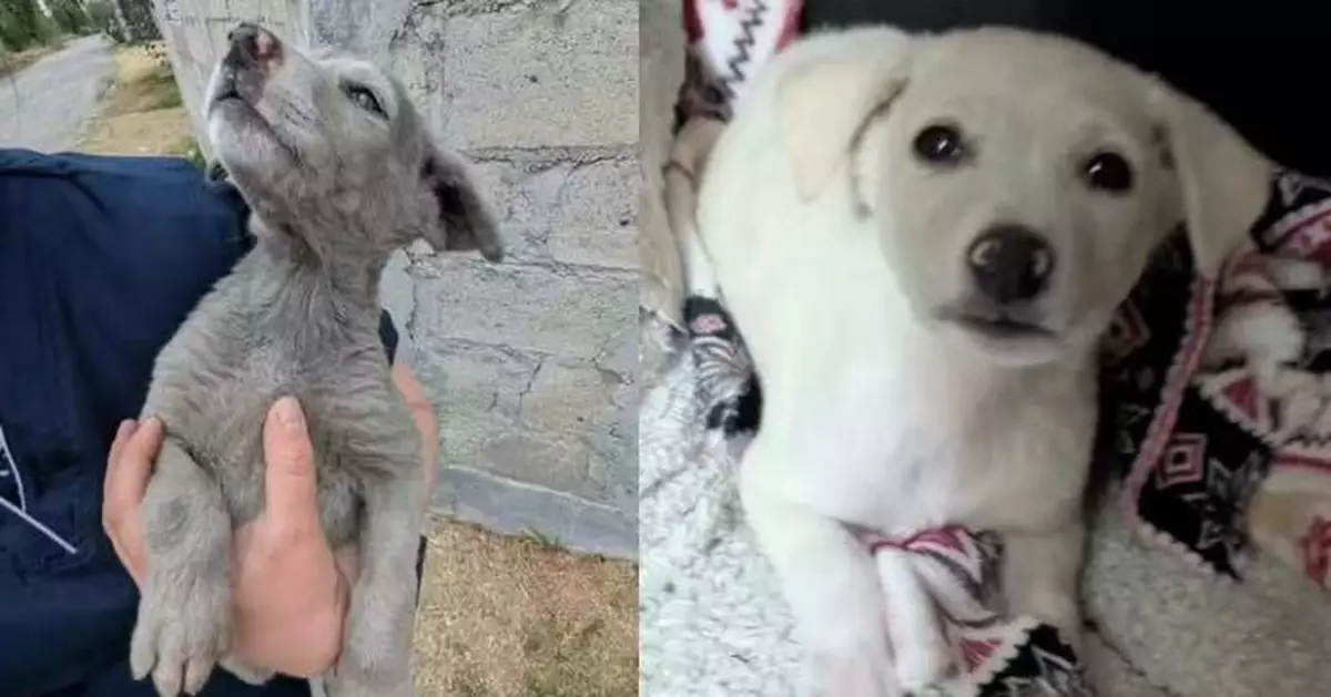 全身積聚污垢塵土毛髮呈灰紫色 流浪幼犬沖淨後變純白色驚呆救援人員