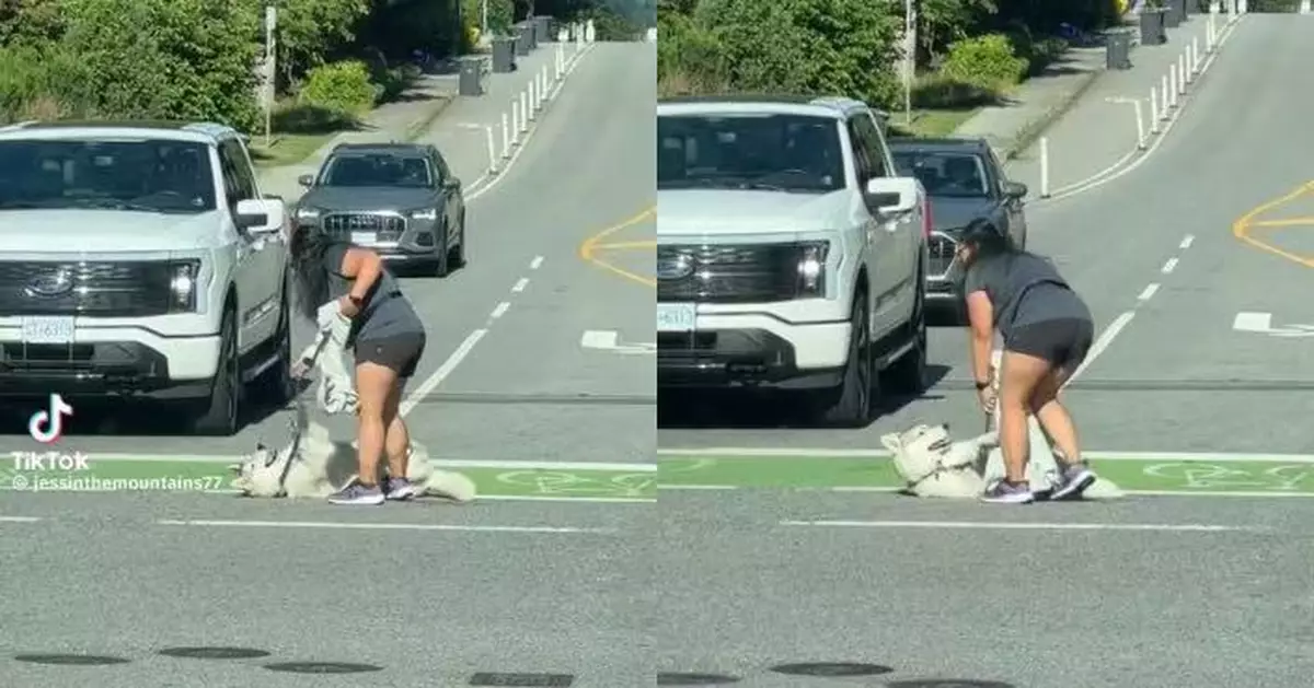 過馬路突玩心大發 哈士奇犬躺路中央拒移動 主人拉極唔郁陷尷尬