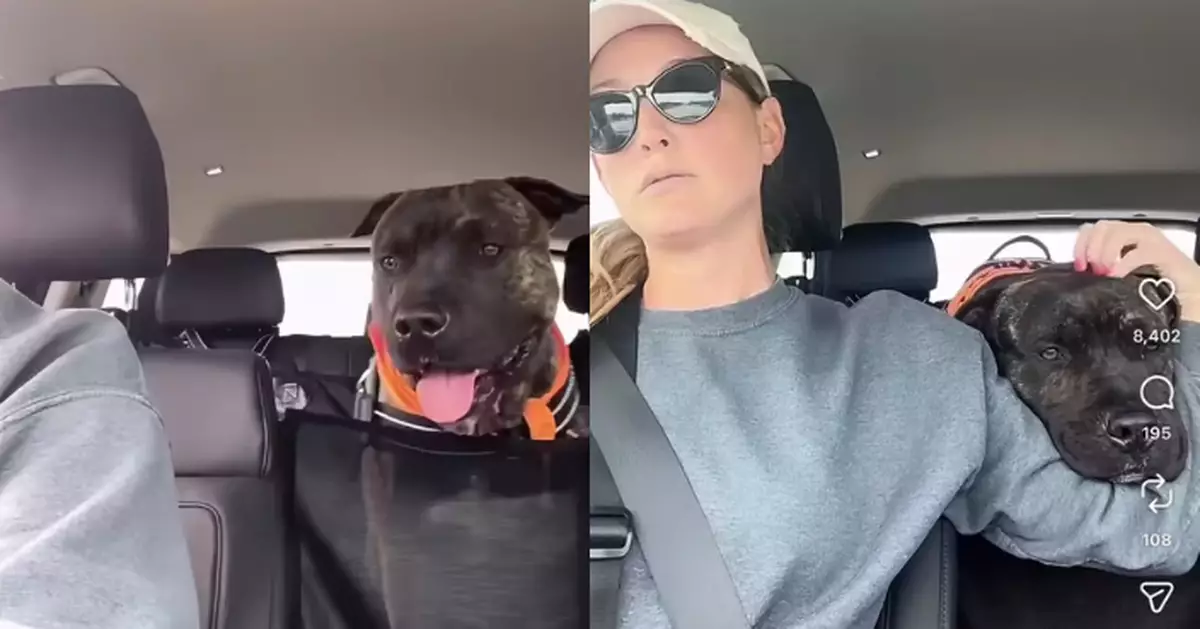 美收容所比特犬長期無人問津面臨安樂死  獲義工暖心拍片限期前2小時終獲領養