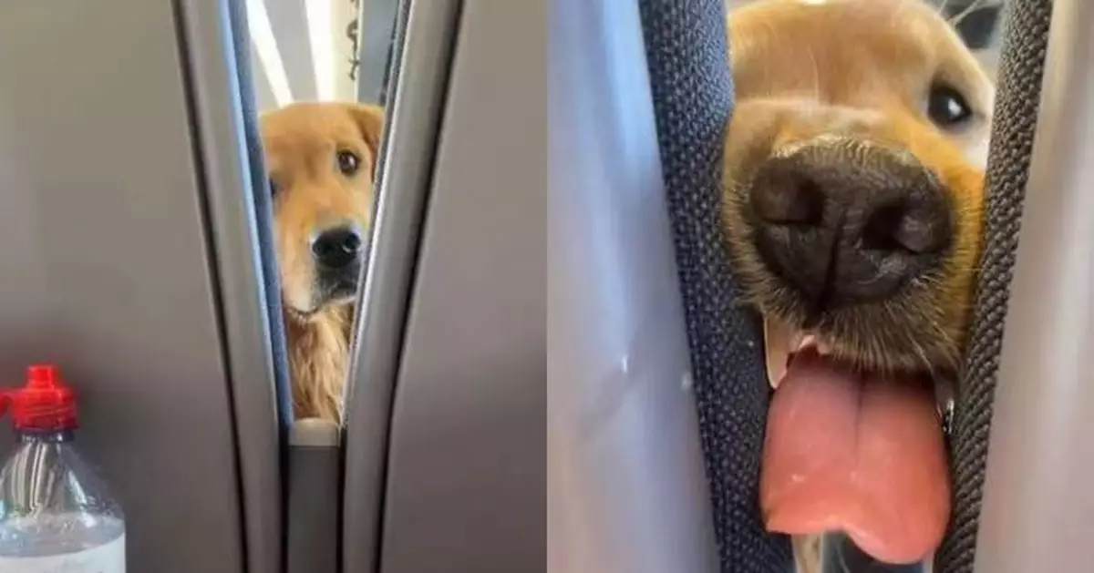 首搭飛機好奇探索狂搭訕乘客 狗狗見飼主「零食誘惑」露可愛表情萌翻全場