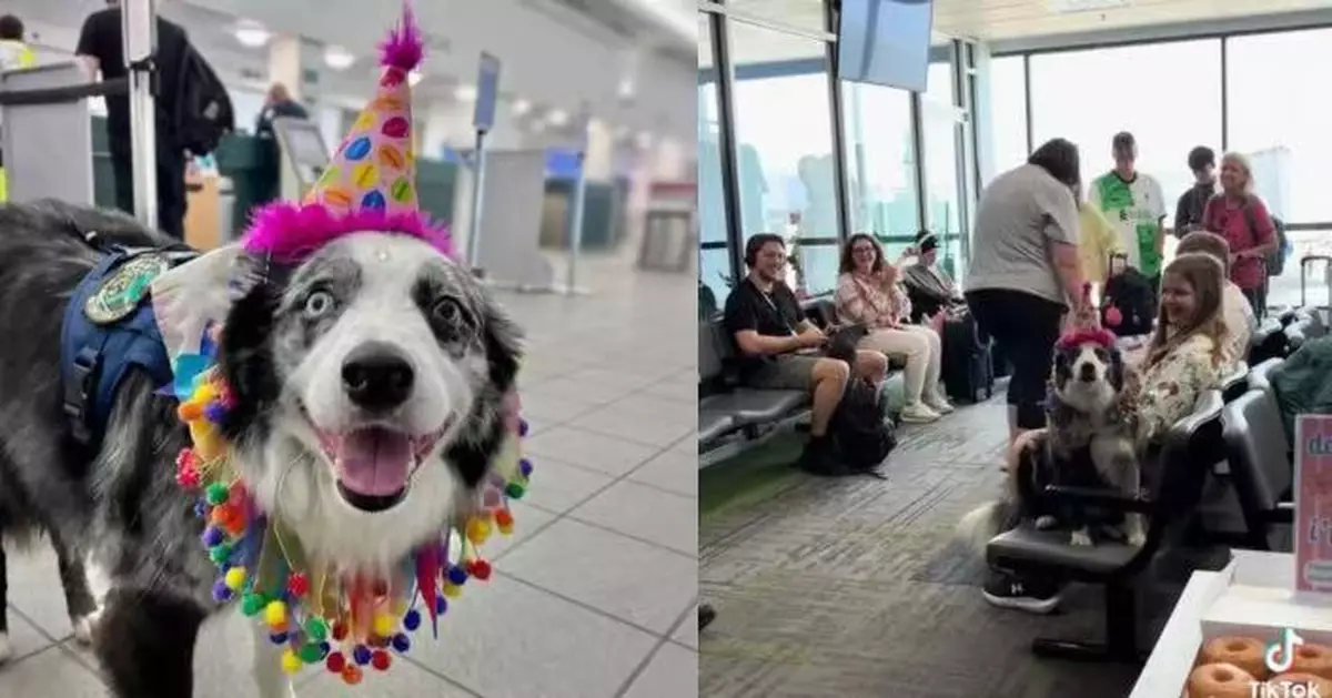 美9歲機場工作犬登機執勤 獲全機乘客合唱生日歌慶生溫馨感人