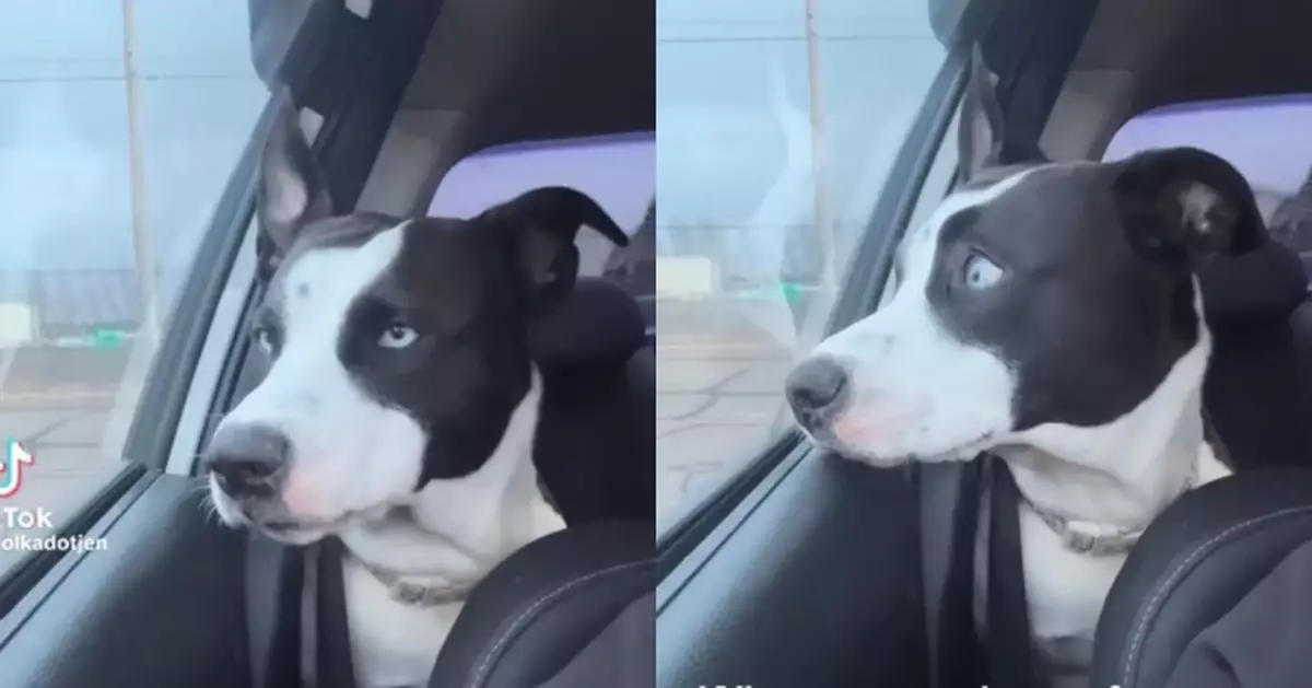 搭車外出誤以為去兜風 狗狗醒來見獸醫診所瞬間「崩潰變臉」惹爆笑