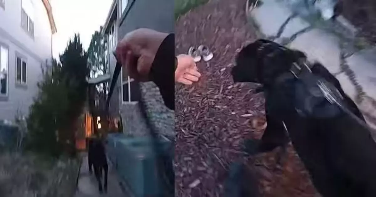 首次出任務表現亮眼 美警犬12分鐘尋回失蹤女童更化身療癒犬安撫情緒