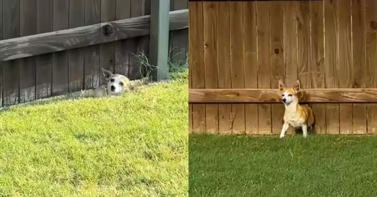 痛失陪伴17年愛犬 美夫婦獲鄰居狗狗鑽圍欄撒嬌討摸治癒 結局超暖心