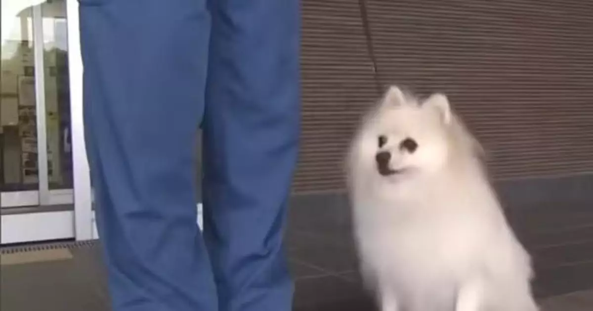 外表似棉花糖但戰鬥力十足 日警署迎可愛博美警犬引網民直呼：被萌到投降