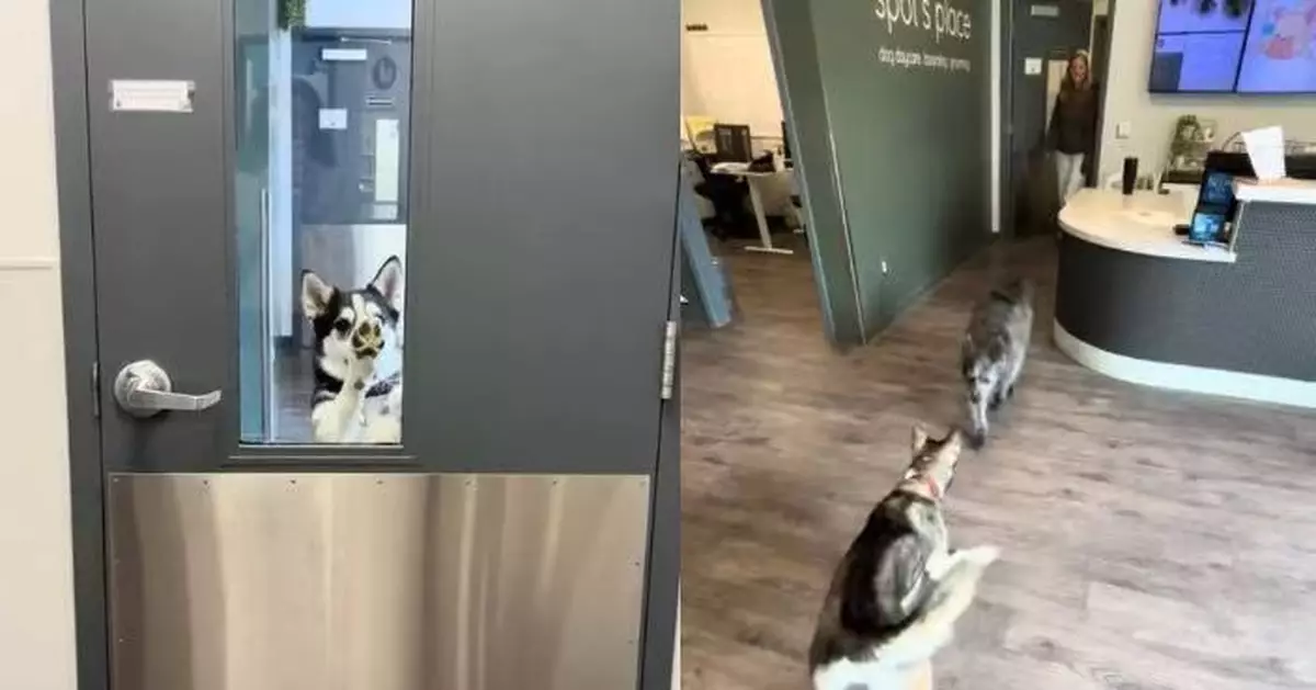 約好睇獸醫！哈士奇突逃家自行跑日托所尋「男友」 主人接通知勁傻眼