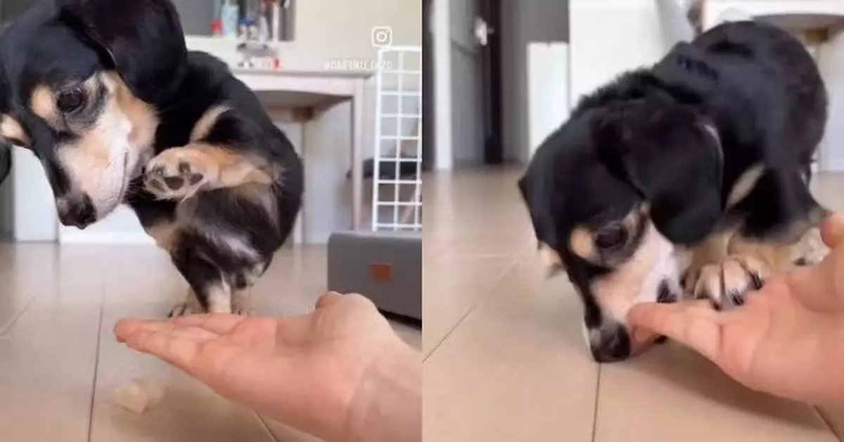 慢動作扮「握手」暗藏套路 狗狗聲東擊西偷食地上食物 鬼馬舉動惹笑網民