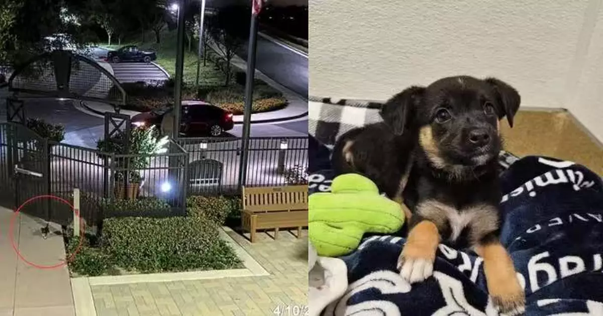 美漢凌晨冷血棄狗於郊狼出沒區域 幼犬流浪1小時闖獸醫院抓門求救