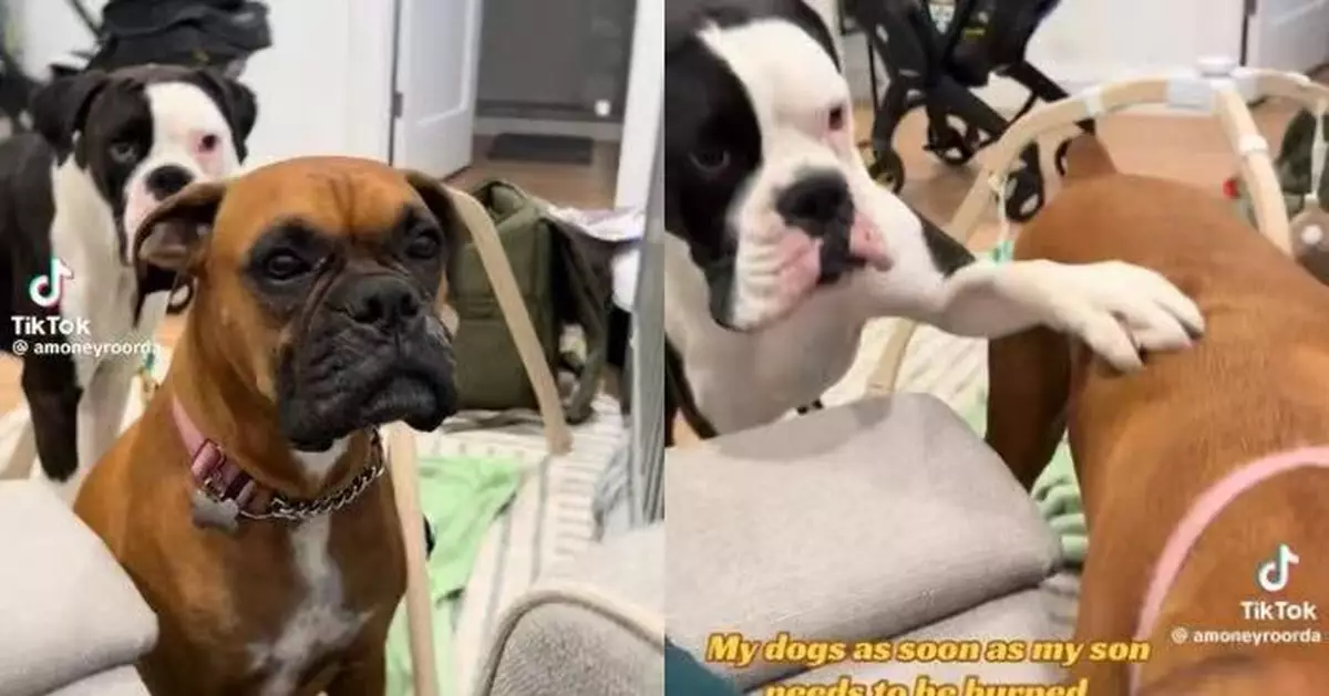 飼主掃風被誤會「傷害BB」 拳師犬急跳梳化阻止獲同伴冷靜安撫